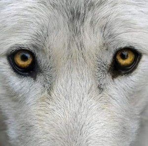 Meet your Posher, Wess